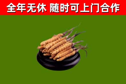 阳江市烟酒回收冬虫夏草.jpg